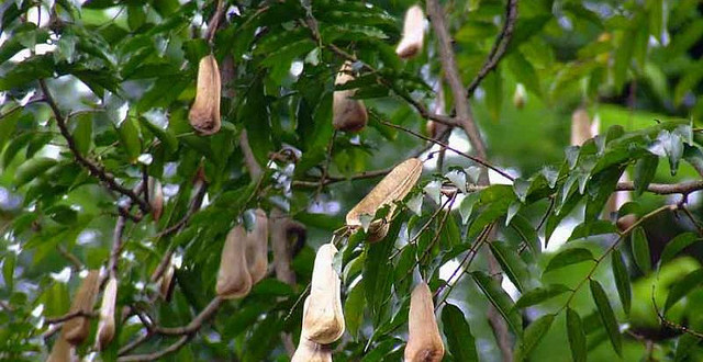 BALSAM OF PERU- MYROXYLON