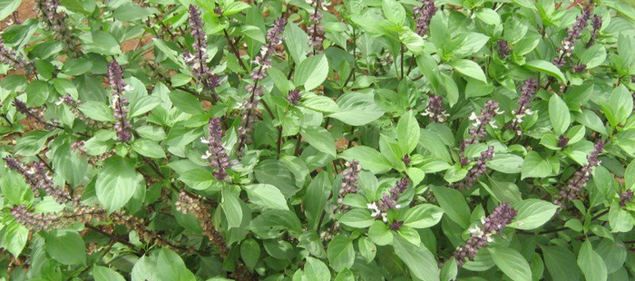 BASIL OIL- BASIL LEAF