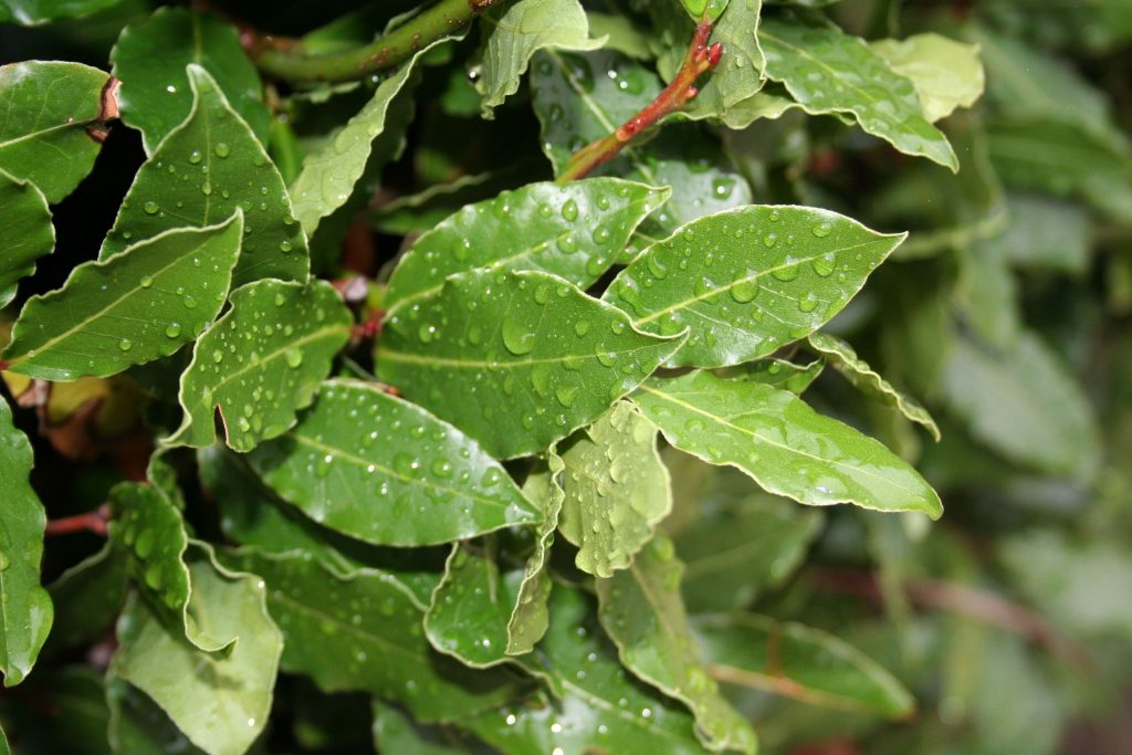 BAY OIL- BAY LEAF
