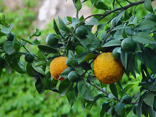 BERGAMOT OIL- BERGAMOT ORANGE FRUIT