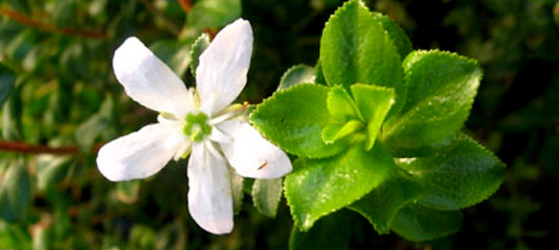BUCHU OIL- AGASTHOSMA