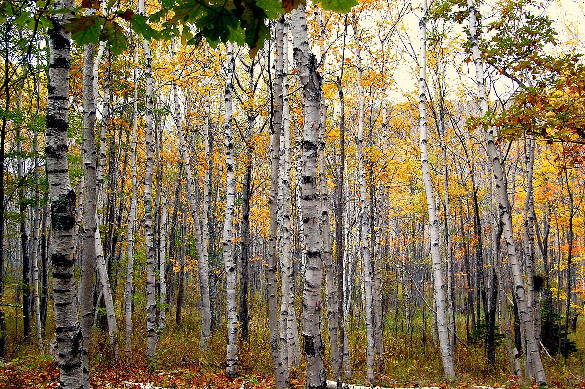 Birch Oil