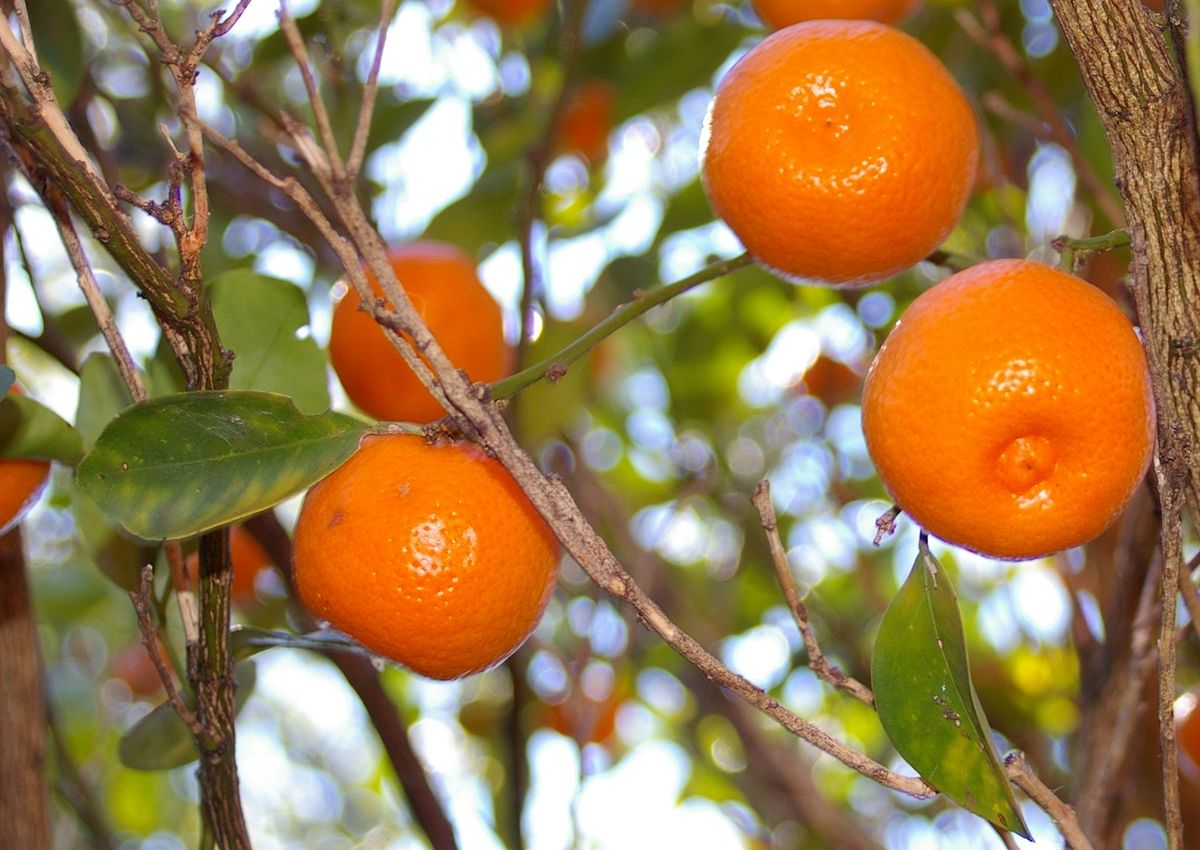 Calamondin Oil