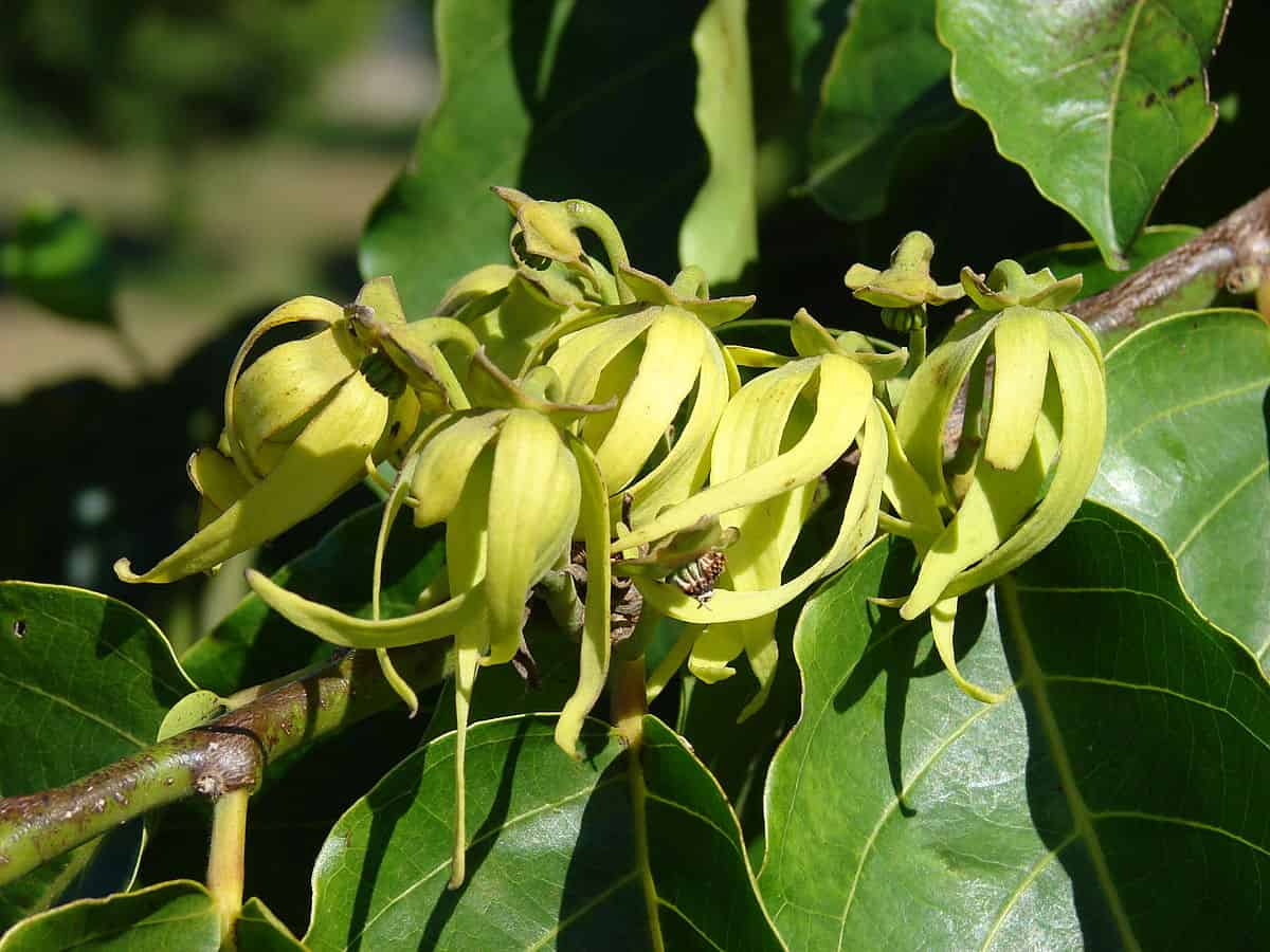 Cananga Tree Oil
