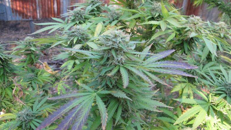 Cannabis Flower Oil