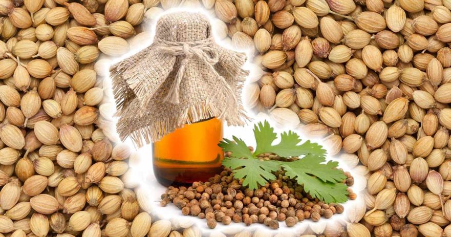 Coriander Oil