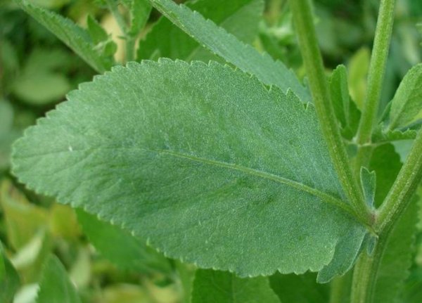 Costmary Oil