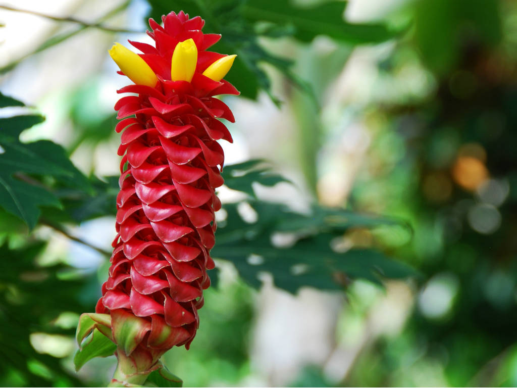 Costus Oil