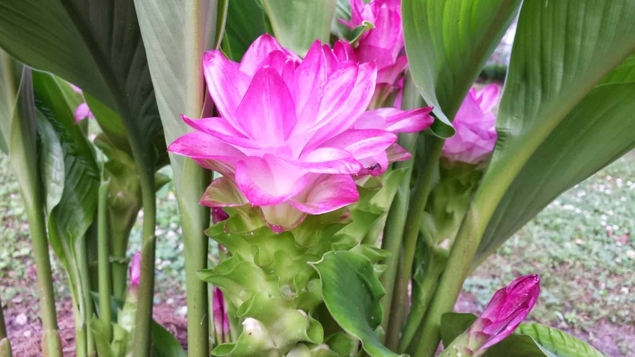Curcuma Zedoaria Oil
