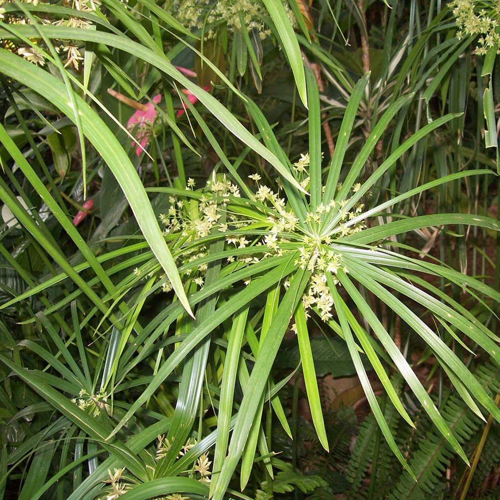 Cypriol Oil