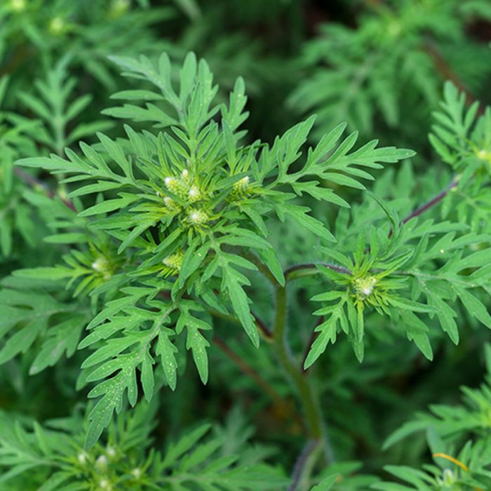 Davana Oil