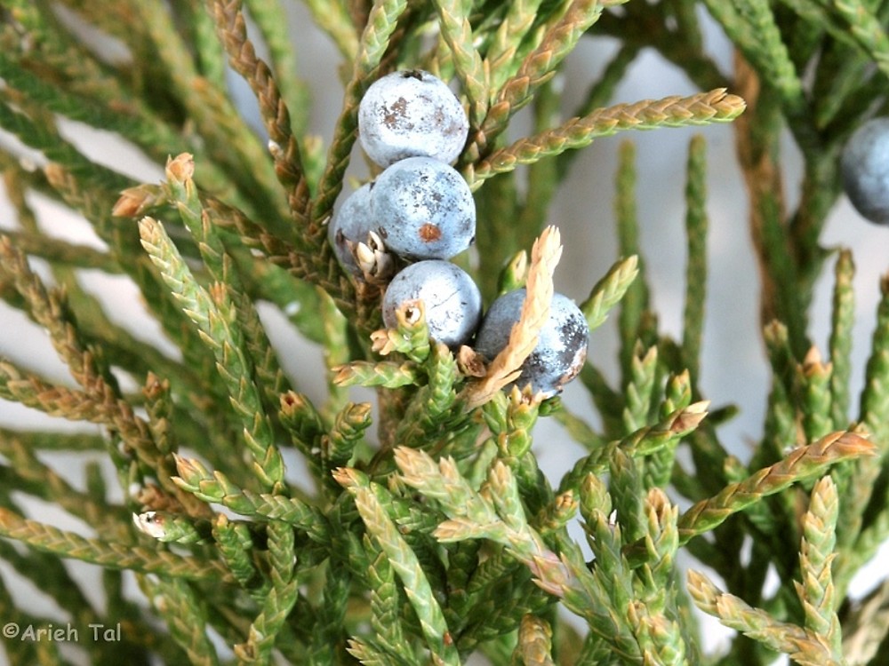 Juniperus Virginiana - Essential Oils Ask