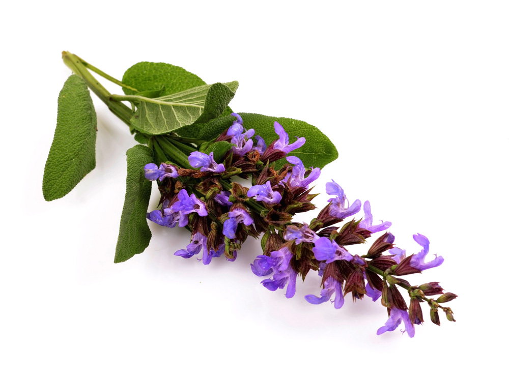 Sage Oil