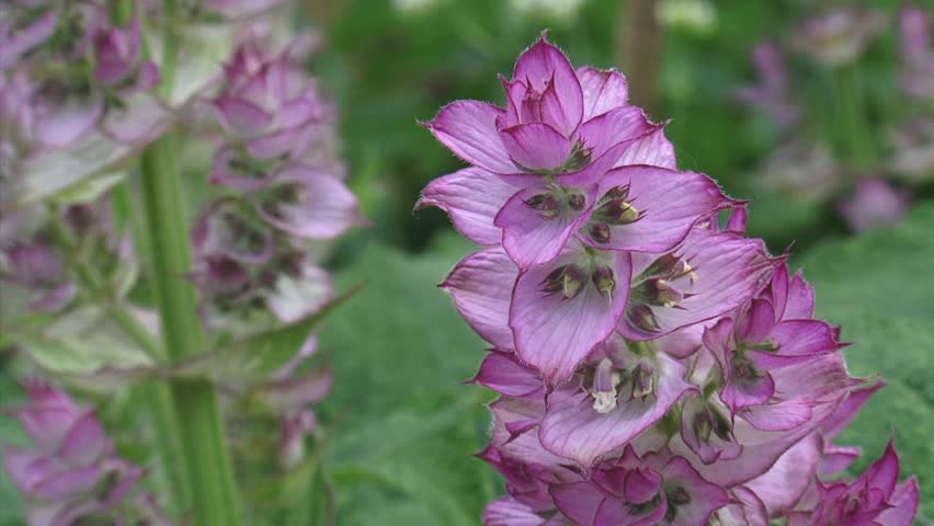 Salvia Sclarea Oil