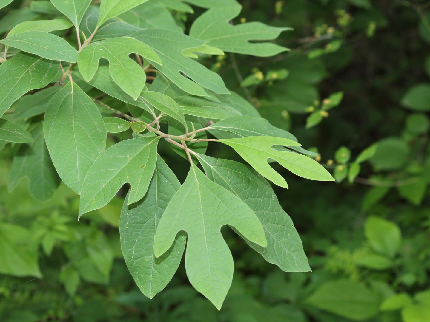 sassafras leaves