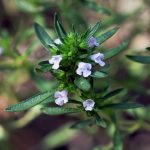 Satureja Oil