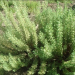 Satureja Oil