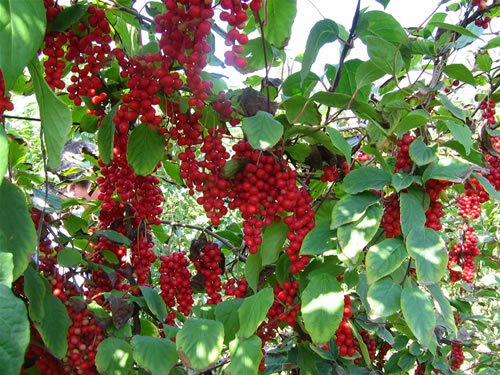 Schisandra Chinensis