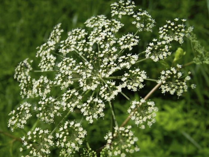 Spikenard Oil