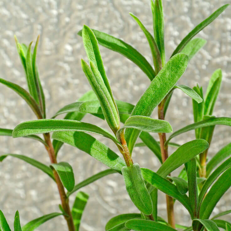 Tarragon Oil