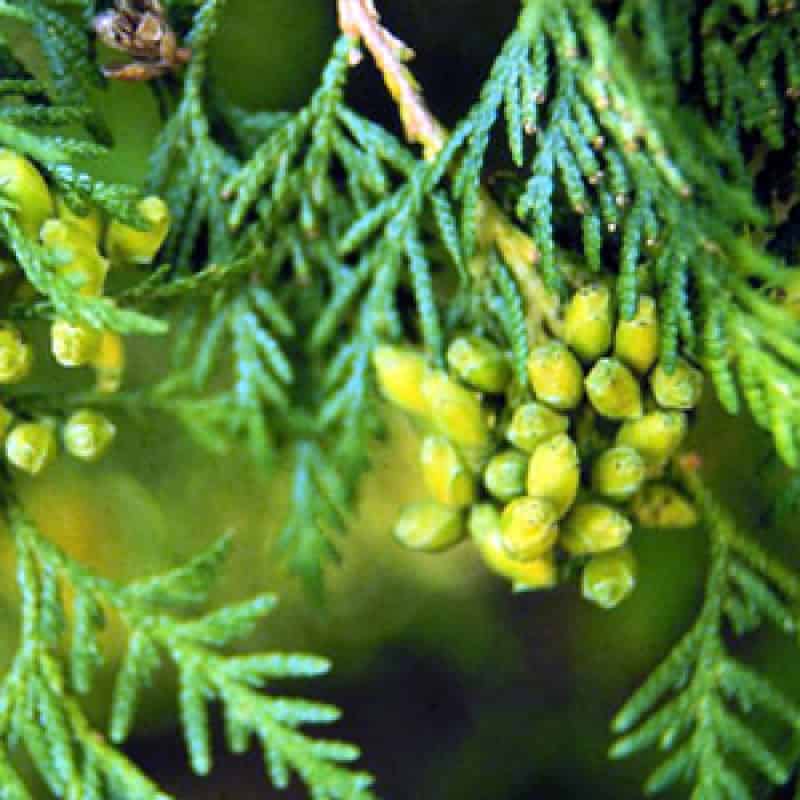 Thuja Oil