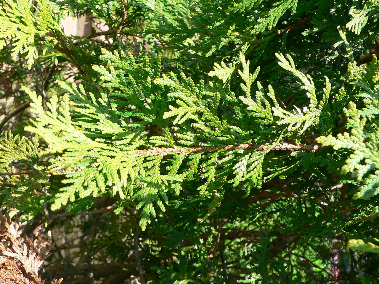 Tsuga Oil