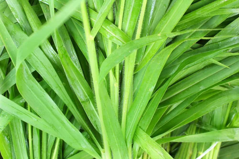 Vetiver Oil