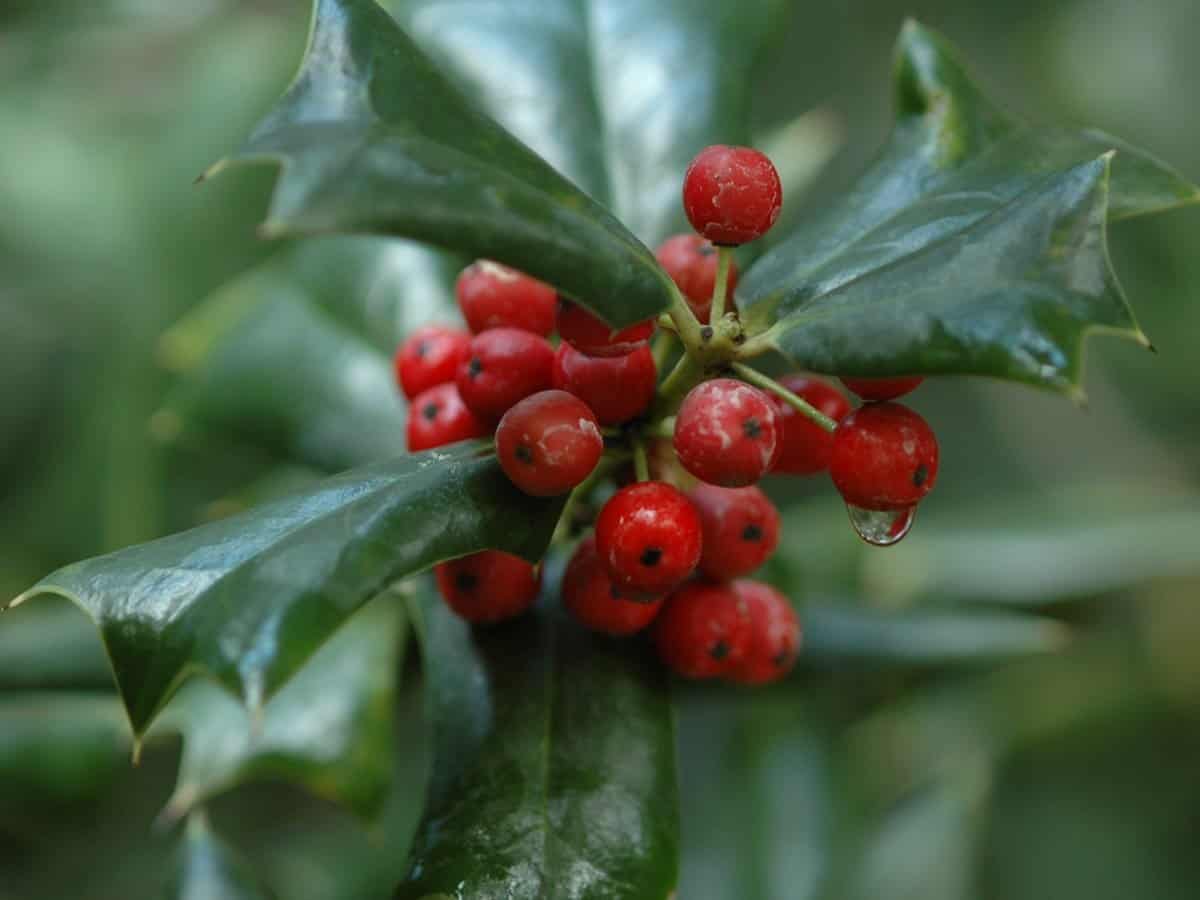Wintergreen Oil