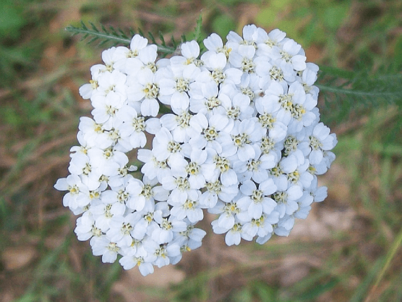 Yarrow Oil
