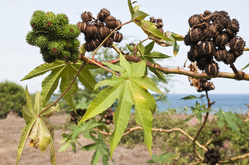 Castor Oil