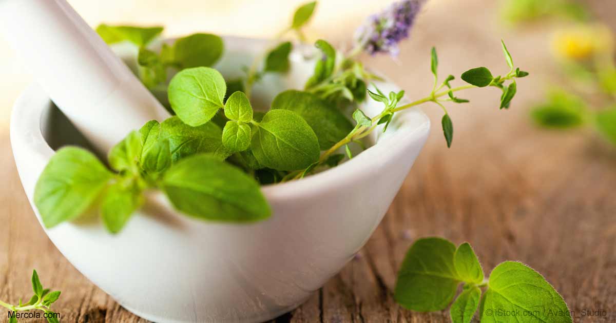 Marjoram Oil1