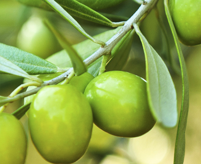 Olive Oil