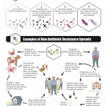 Antibiotic Resistance