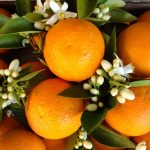 Orange Tree