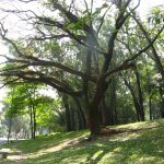 Copaiba tree