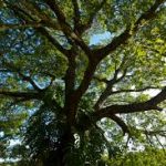 Copaiba Tree