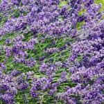 Lavender flowers