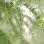 Pine Tree