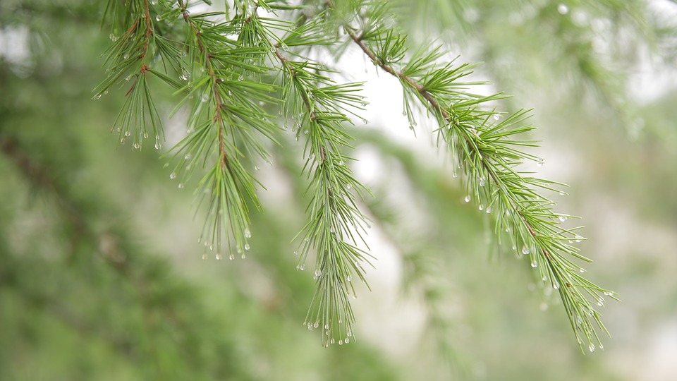 Pine Tree